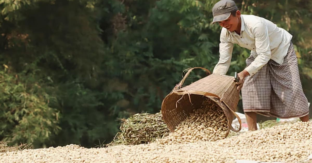 মাতামুহুরি চরে বাদামের হাসি