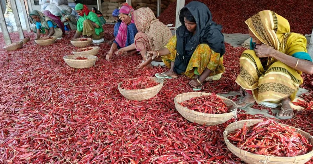 চরাঞ্চলে লাল মরিচে নারী শ্রমিকদের অভাব জয়ের গল্প
