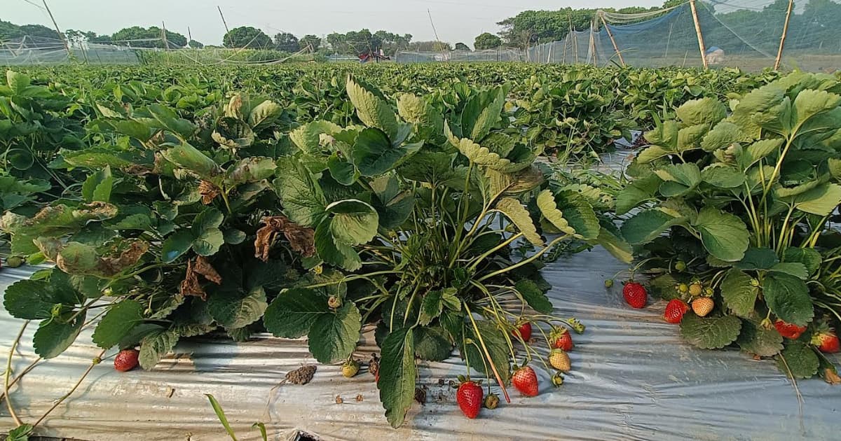 সবুজ পাতার ফাঁকে উঁকি দিচ্ছে টকটকে লাল স্ট্রবেরি