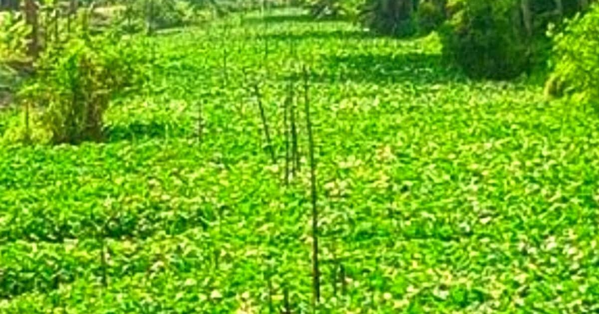 বাড়ানী খাল কচুরিপানায় ভরা, জনজীবনে দুর্ভোগ