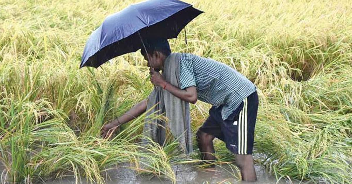 ধান কাটার মৌসুমে বৃষ্টির হানা, বিপাকে নবাবগঞ্জের কৃষক