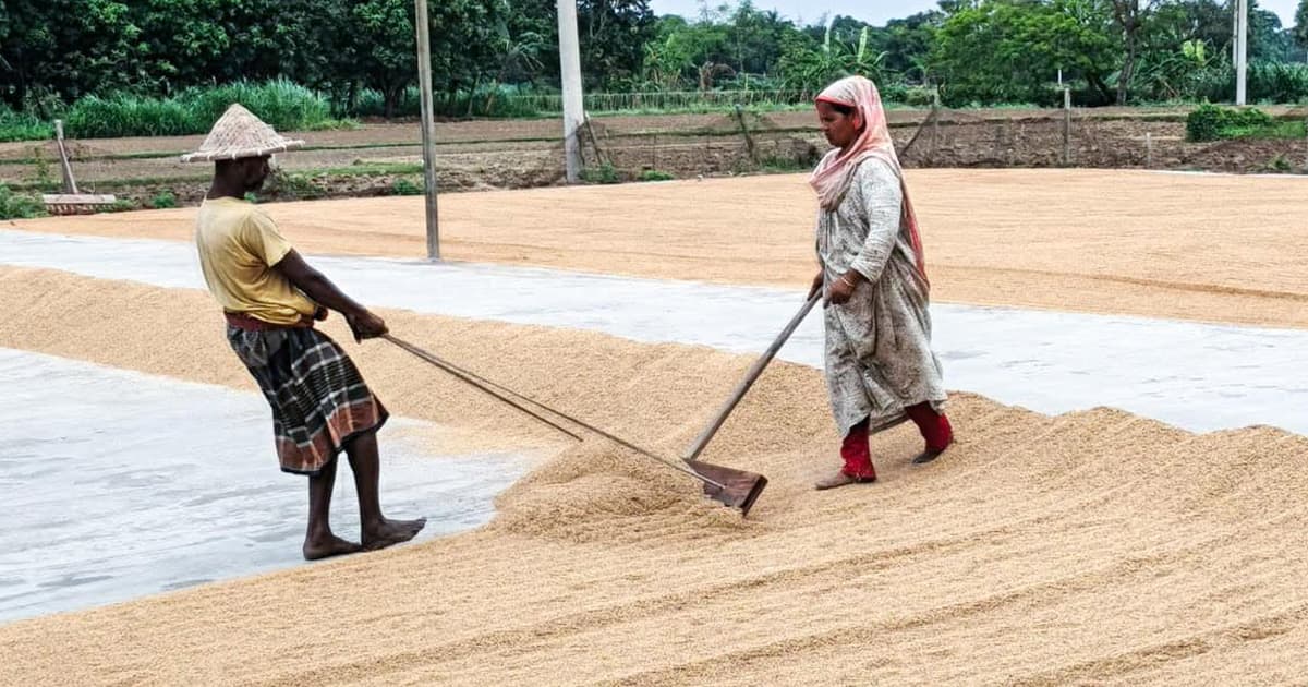 ধান-চালের বাজারে ধস, সংকটে কৃষক ও ব্যবসায়ীরা