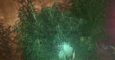 ধর্মপাশায় গাঁজা চাষ, গ্রেপ্তার ১