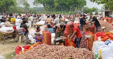 কুষ্টিয়ায় হাটে পেঁয়াজ চাষিদের মাথায় হাত