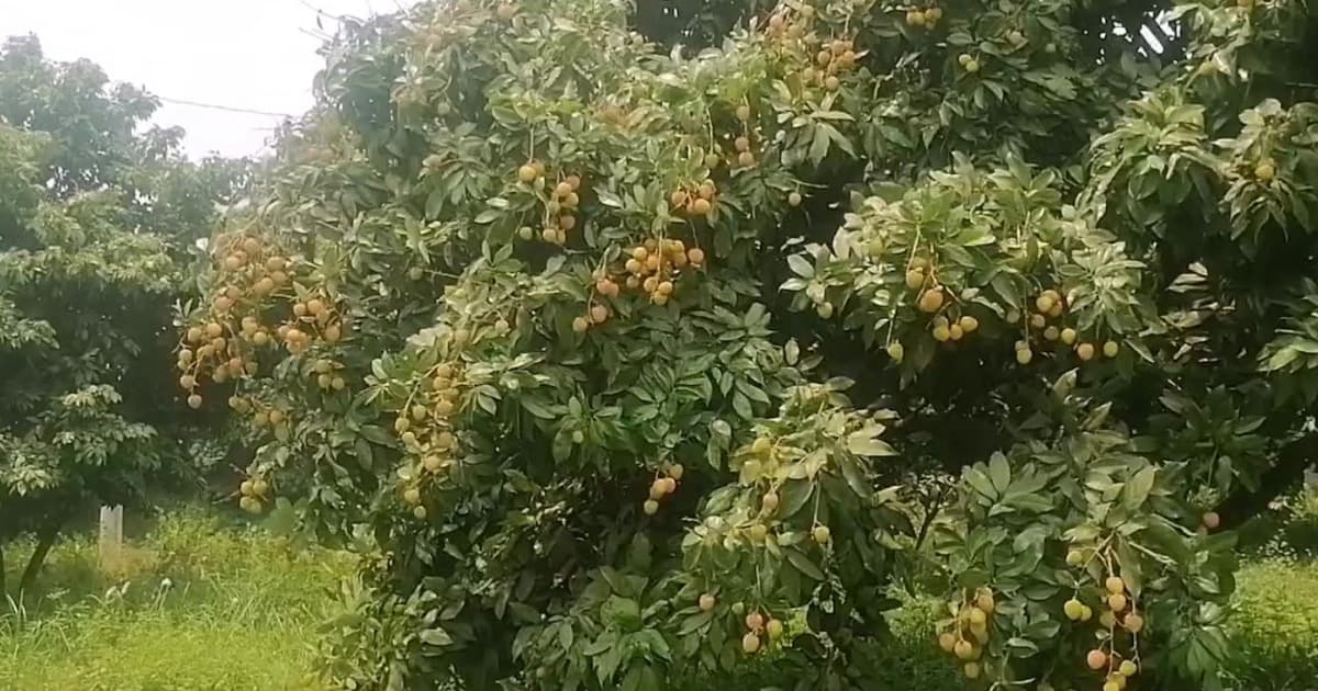 সোনারগাঁয়ে তীব্র তাপদাহে লিচুর ফলন বিপর্যয়ের আশঙ্কা