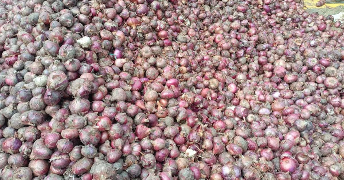 বৃহত্তম পেঁয়াজের মোকাম শৈলকুপা, লোকসানে কৃষকের মাথায় হাত