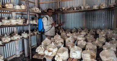 বিদেশফেরত আশরাফের নতুন ঠিকানা মাশরুম খামার