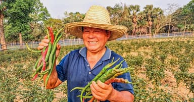 গাজীপুরে চীনা উদ্যোক্তার খেতে ১ ফুট লম্বা ‘চাপাই-কোপাই’ মরিচ