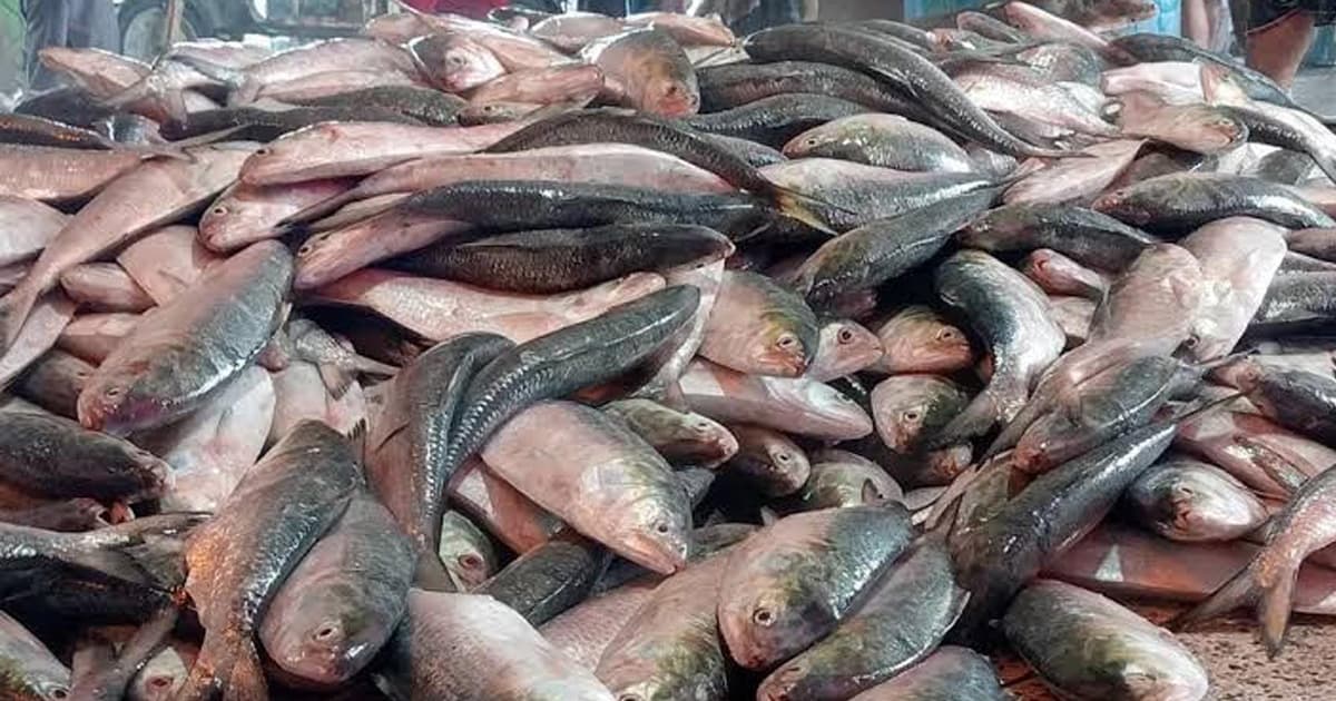 সাগরে জেলের এক টানে ধরা পড়ল ১০১ মণ ইলিশ, ৩৩ লাখে বিক্রি