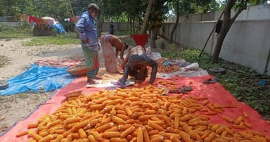 বাঞ্ছারামপুরে ভুট্টায় সাফল্য, কৃষকের মুখে হাসি
