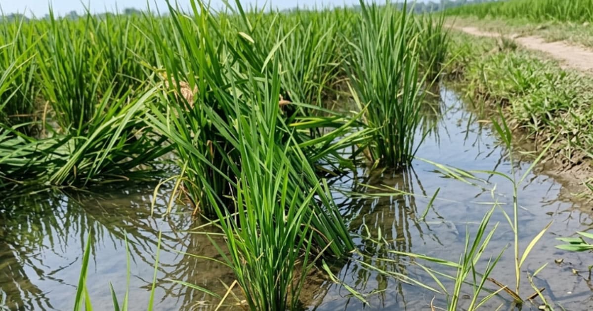 বগুড়ায় শেষ হয়েছে কৃষক কার্ডের তথ্য সংগ্রহ