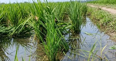 বগুড়ায় শেষ হয়েছে কৃষক কার্ডের তথ্য সংগ্রহ
