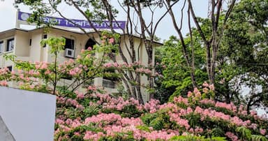 লাল মাটির ক্যাম্পাসে মুগ্ধতা ছড়াচ্ছে ক্যাসিয়া জাভানিকা