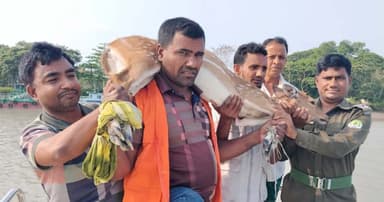 লোকালয়ে ঢুকে পড়া মায়াবী হরিণ সুন্দরবনে ফিরিয়ে দিলো গ্রামবাসী