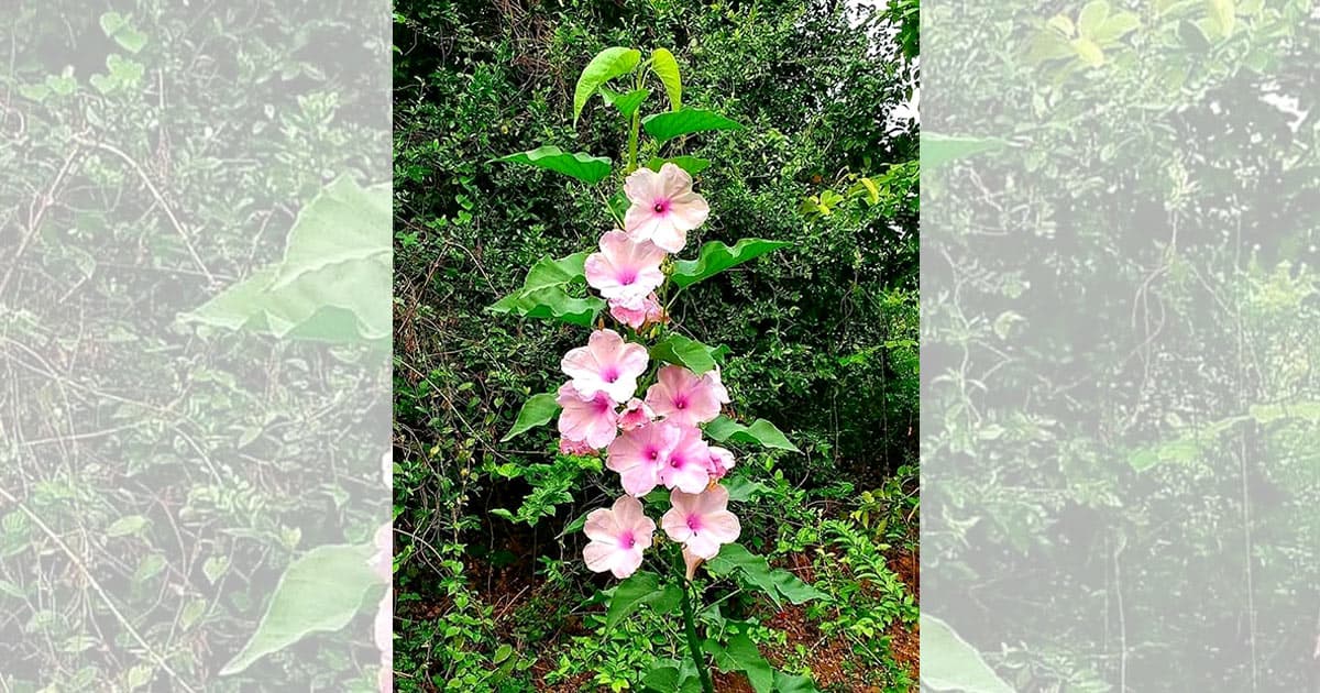 বিলুপ্তির পথে দেশজ উদ্ভিদ ঢোলকলমি