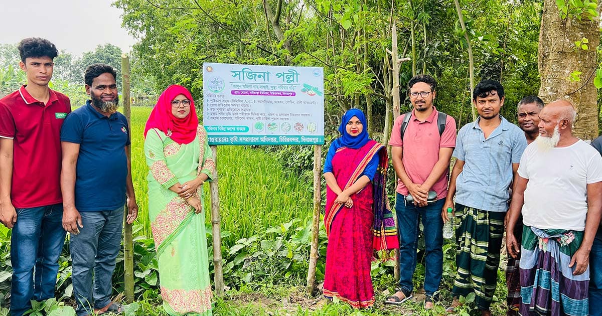 চিরিরবন্দরে সড়কজুড়ে সজিনা গাছ, পুষ্টিতে নতুন উদ্যোগ