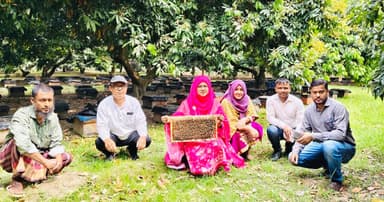 চিরিরবন্দরে লিচু বাগানে মধু, কোটি টাকার সম্ভাবনা