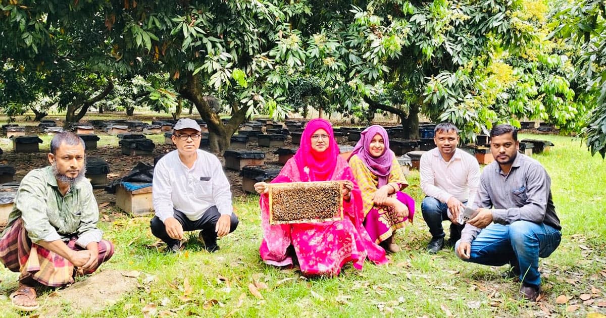 চিরিরবন্দরে লিচু বাগানে মধু, কোটি টাকার সম্ভাবনা