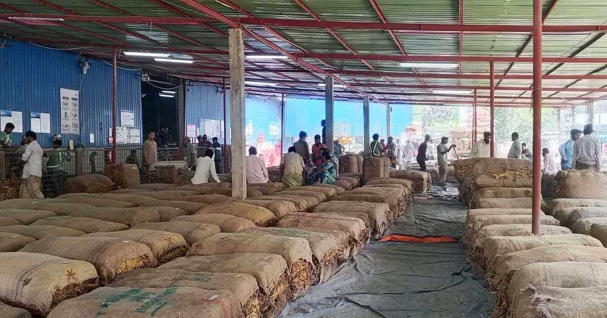 তামাক কোম্পানির প্রতারণায় লোকসানের মুখে কৃষক