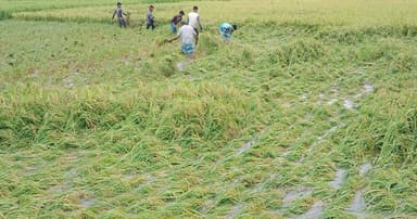 পার্বতীপুরে জলমগ্ন ধানক্ষেত, বিপাকে কৃষক