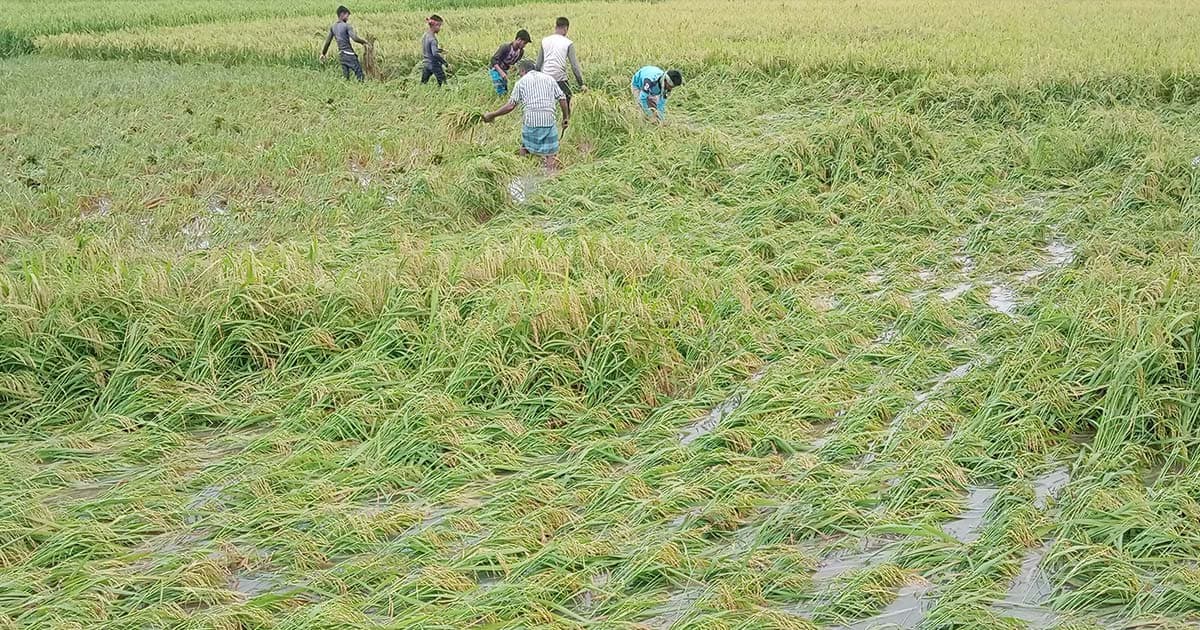 পার্বতীপুরে জলমগ্ন ধানক্ষেত, বিপাকে কৃষক