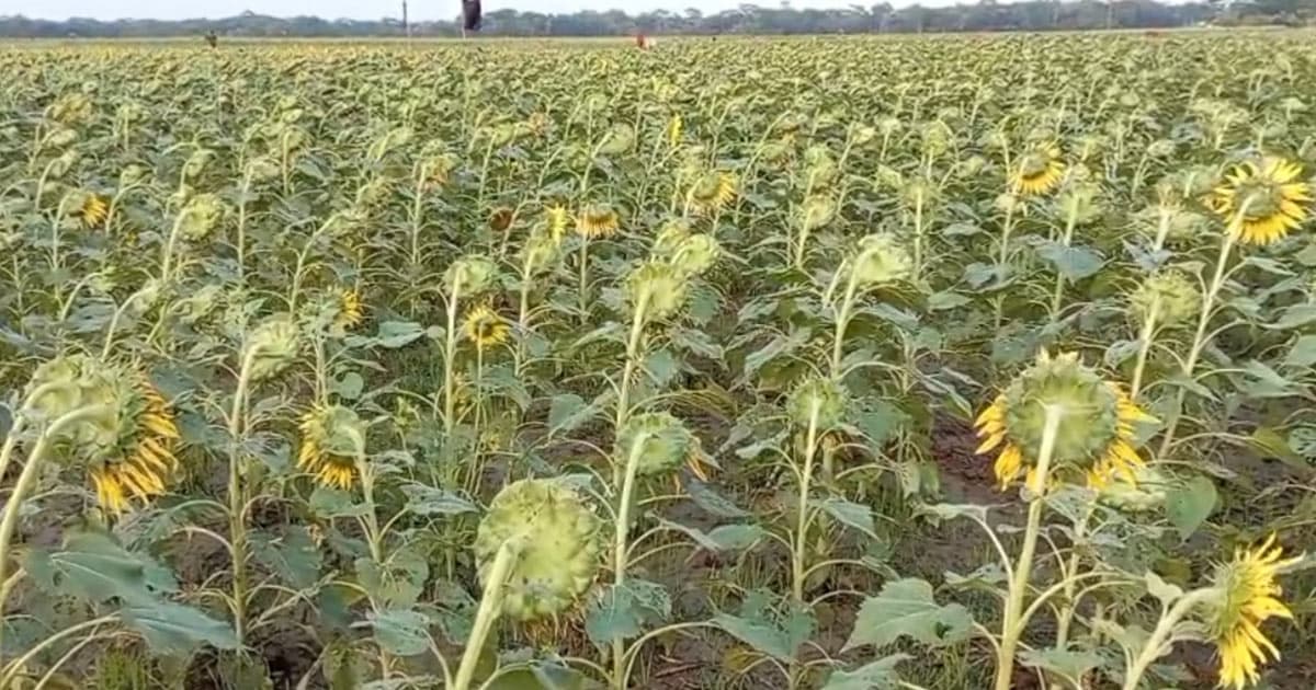 সূর্যমুখী ফুলে স্বপ্ন বুনন