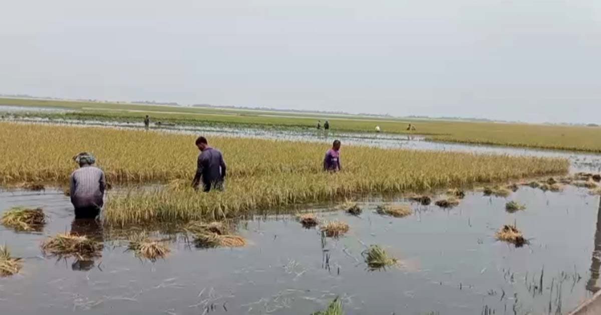 পাউবোর আগাম বন্যার নির্দেশনায় দিশেহারা হাওরের কৃষক