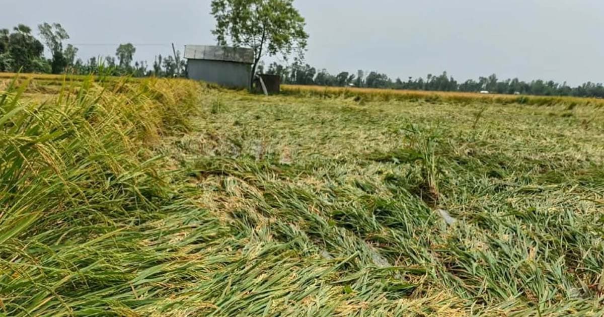 তাড়াশে দুই দিনের বৃষ্টিতে নুয়ে পড়েছে ধান, দুশ্চিন্তায় কৃষকেরা