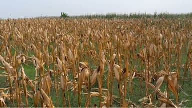 জলবায়ু সহিষ্ণু উচ্চফলনশীল আগাম জাতের ভুট্টা চাষ