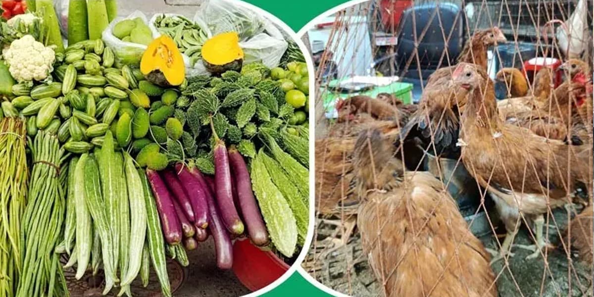 ১০০’র নিচে নেই সবজি, কমেছে মুরগির দাম