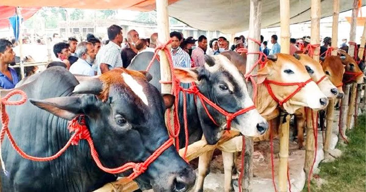 রাজশাহীতে রয়েছে কোরবানির পশুর পর্যাপ্ত মজুত