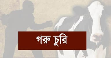 ভালুকায় ৬টি গরু চুরি