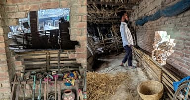 শেরপুরে দেয়াল ভেঙে গরু চুরি, দিশেহারা কৃষক