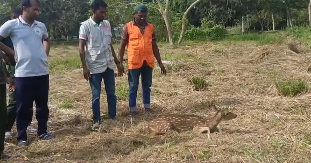 বন্যপ্রাণীর সাথে সংঘাত নয়, গড়ে উঠেছে সহিষ্ণুতা