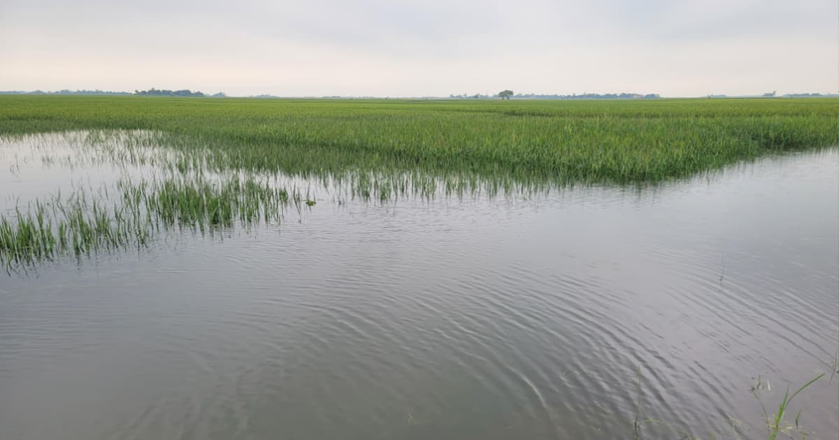 সুনামগঞ্জে শতশত হেক্টর ফসলি জমি নষ্ট হওয়ার পথে