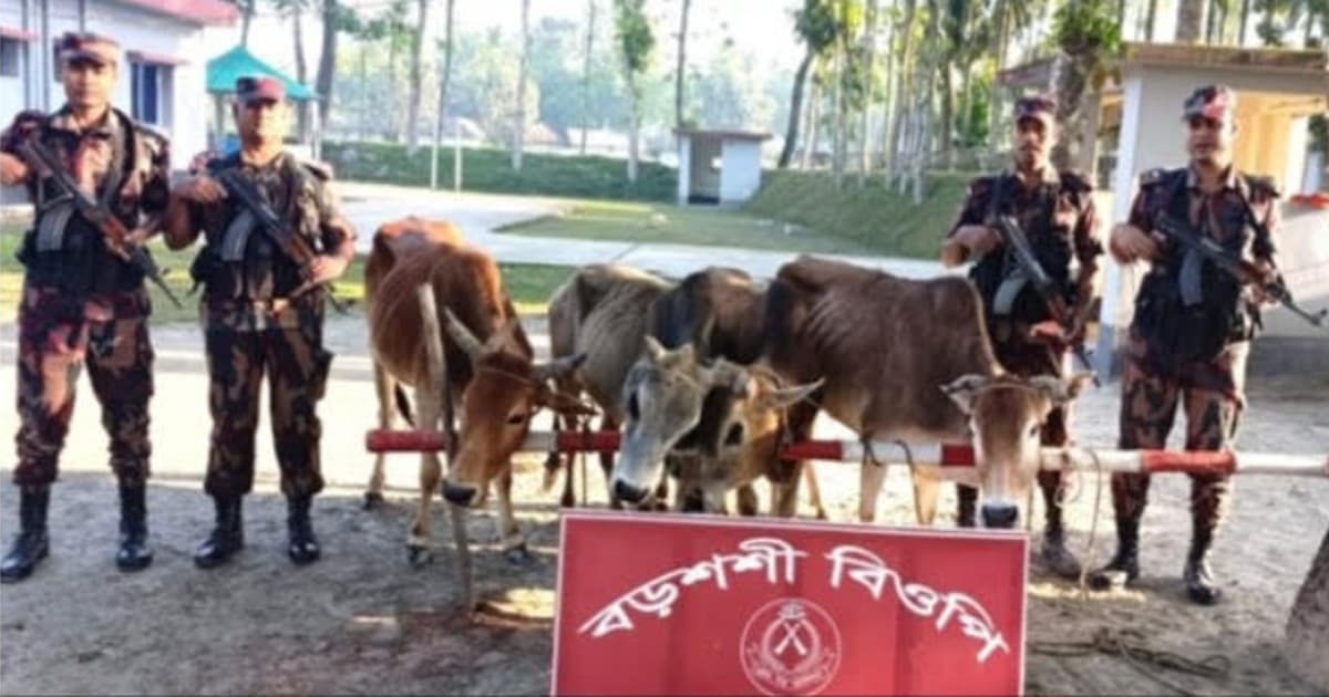 পঞ্চগড় সীমান্তে ৫টি ভারতীয় গরু উদ্ধার