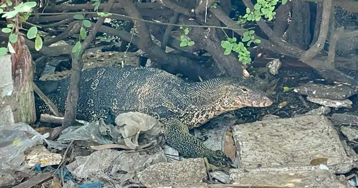 ফরিদপুরে গড়ে উঠেছে গুইসাপের অভয়ারণ্য