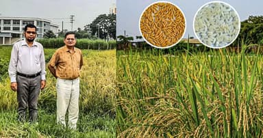 স্বল্পমেয়াদী ও উচ্চ ফলনশীল ‘জিএইউ ধান ৪’ উদ্ভাবন