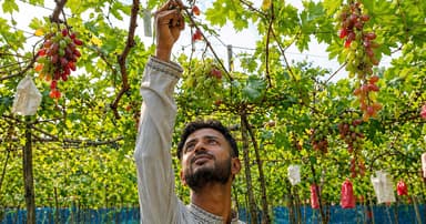মতলবে ২৫০ জাতের আঙুর চাষ, ইকরামের সাফল্য