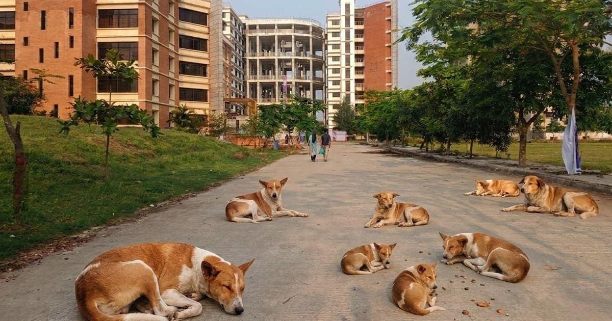 কবি নজরুল বিশ্ববিদ্যালয়ে কুকুর আতঙ্ক
