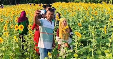 সূর্যমুখী চাষে পিরোজপুরের কৃষকদের অভাবনীয় সফলতা