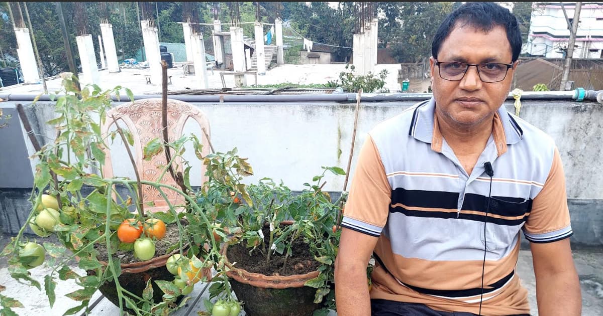 বীরগঞ্জে কৃষিতে চমক, একই গাছে আলু-টমেটো