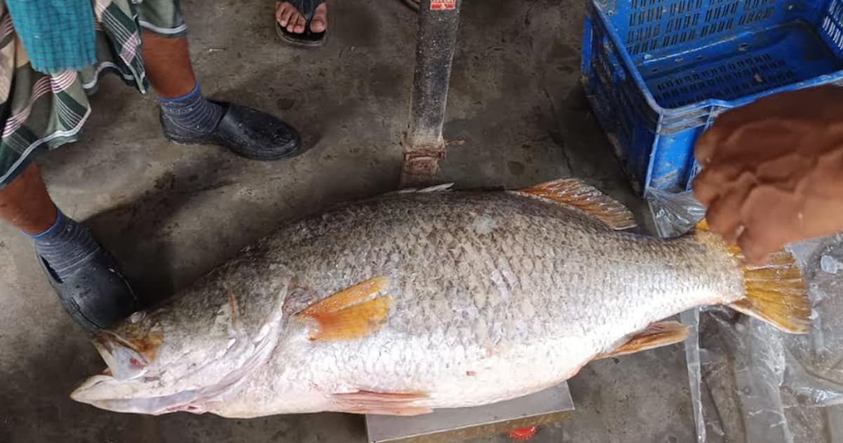 কুয়াকাটায় ধরা পড়ল সাড়ে ২২ কেজির কোরাল