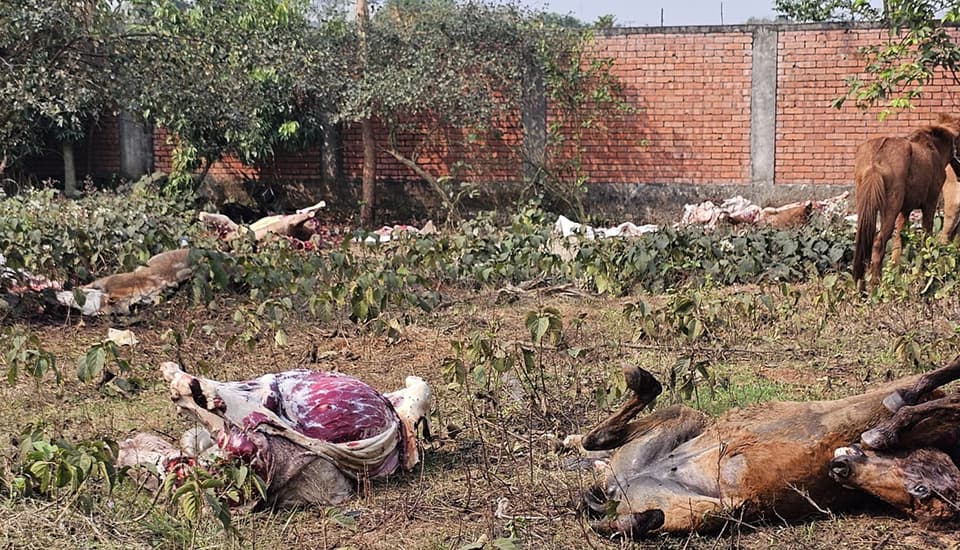 লোভ-লাভের নিষ্ঠুরতায় ঘোড়ায় ‘আয়নাবাজি’