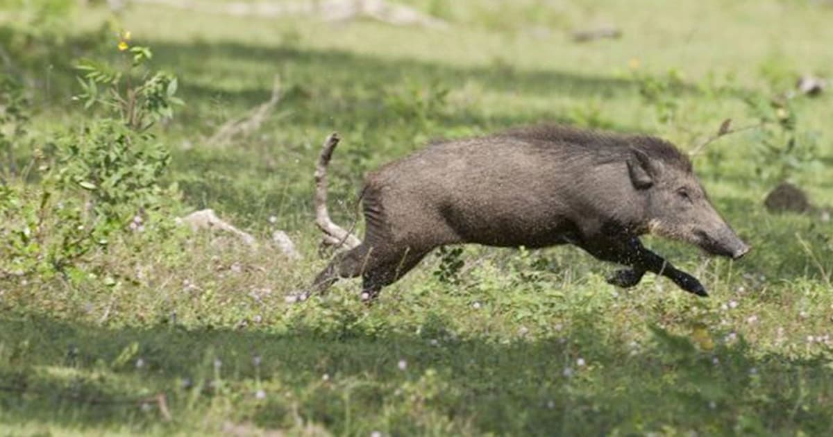 শিবগঞ্জে বন্য শূকরের আক্রমণে চারজন আহত