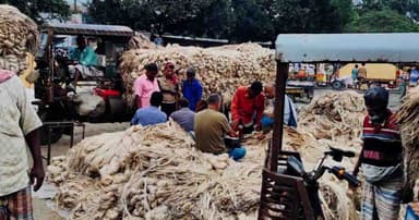 বাম্পার ফলনেও লোকসানের শঙ্কায় প্রান্তিক ও বর্গাচাষিরা