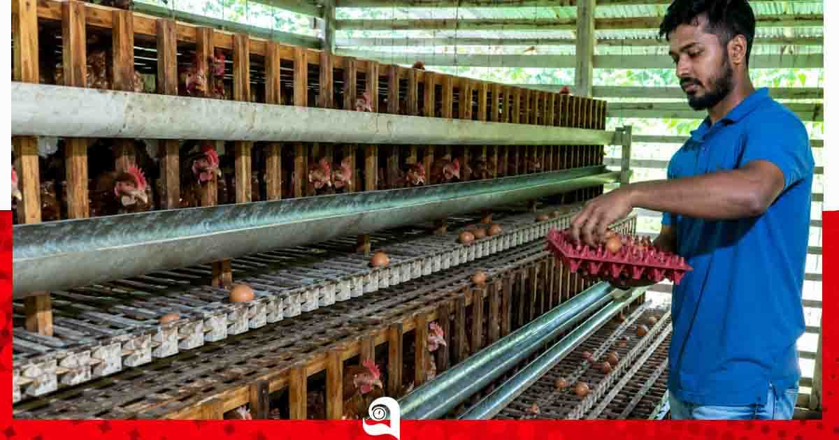 খাদ্য-ওষুধের খরচে বিপাকে পাবনার ১০ হাজার পোলট্রি খামারি