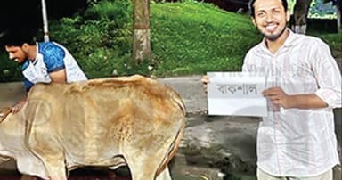 গরুর নাম ‘বাকশাল’ রেখে জবাই, ‘জুলাই জিয়াফতের’ নামে ভোজ!