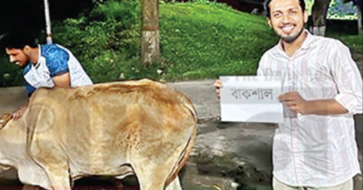 গরুর নাম ‘বাকশাল’ রেখে জবাই, ‘জুলাই জিয়াফতের’ নামে ভোজ!