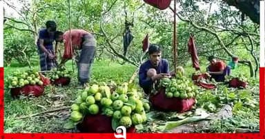 চন্দনাইশের বিখ্যাত কাঞ্চনপেয়ারা এখন মধ্যপ্রাচ্যে